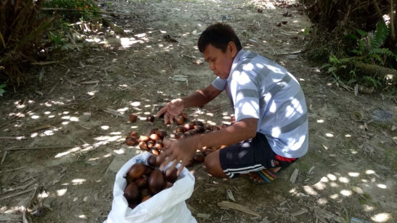 Tamarenja, Desa Penghasil Salak di Sulawesi Tengah