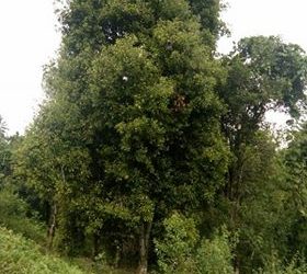 Cuaca Buruk, Petani Cengkeh di Tolitoli Merugi