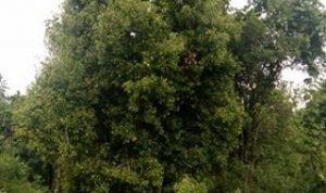 Cuaca Buruk, Petani Cengkeh di Tolitoli Merugi