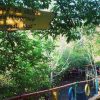 Baru Diresmikan, Hutan Mangrove Donggala Jadi Daya Pikat Baru Pariwisata