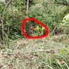 Mobil Fuso Jatuh di Kebun Kopi, Tidak Ada Korban Jiwa