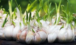 Kementan Gencar Perluas Areal Tanam Bawang Putih