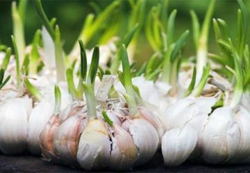 Kementan Gencar Perluas Areal Tanam Bawang Putih