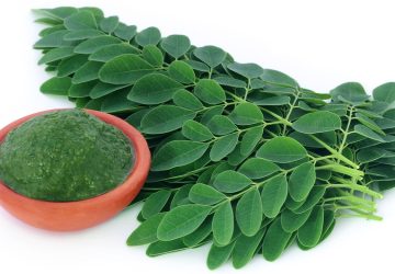 Daun Kelor Ternyata Bisa Sembuhkan Diabetes Loh!