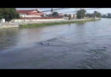 Lagi, Dua Buaya Berjemur di Sungai Palu Jadi Tontonan Warga
