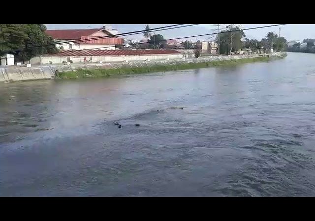Lagi, Dua Buaya Berjemur di Sungai Palu Jadi Tontonan Warga