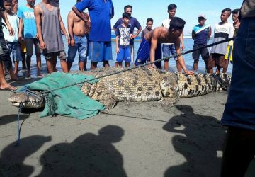 Ditangkapnya Buaya di Towale, NETIZEN: Pawangnya Lebih Hebat dari Panji