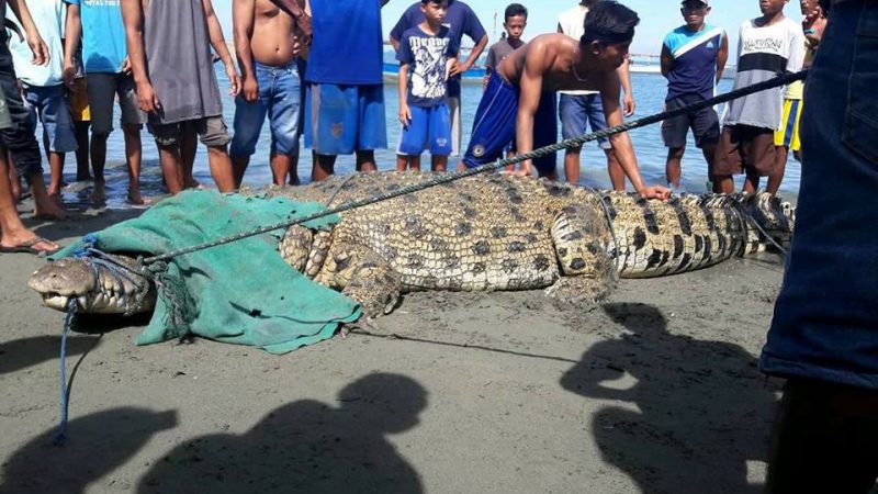 Ditangkapnya Buaya di Towale, NETIZEN: Pawangnya Lebih Hebat dari Panji