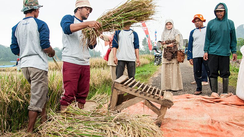 Pemerintah Siapkan KUR Triliunan untuk Pengusaha Kecil Penggiling Padi