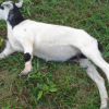 Diperkosa 8 Pria, Kambing Hamil Ini Mati