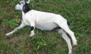 Diperkosa 8 Pria, Kambing Hamil Ini Mati