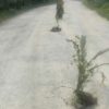 Kesal Hanya Dijanji, Warga Desa Makmur Pasangkayu Tanam Pisang di Jalan