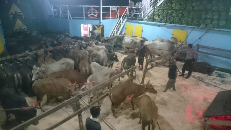 KP3 Pantoloan Gagalkan Perdagangan Sapi Betina Antar Pulau