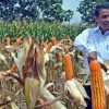 Produksi Jagung di Sulteng Alami Peningkatan
