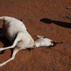 Mengerikan, Kambing-Kambing di Gunung Kidul Mati Diserang Hewan Misterius