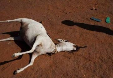 Mengerikan, Kambing-Kambing di Gunung Kidul Mati Diserang Hewan Misterius