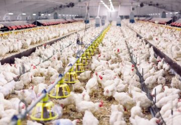 Impor Bibit Ayam Broiler, Pemerintah Beri Alokasi Khusus