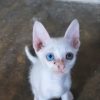 Unik, Bola Mata Kucing di Sigi Ini Miliki Warna yang Berbeda