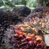 Harga TBS Sawit Anjlok, Petani di Desa Ngovi Menjerit