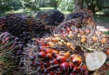 Harga TBS Sawit Anjlok, Petani di Desa Ngovi Menjerit