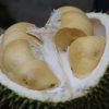 Akibat Banyak Makan Durian, Sopir Angkot Ini Tewas Berlumuran Darah