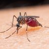 Waspada! Sudah 124 Pasien DBD Dirawat di RS Anutapura