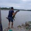 Buaya 1,5 Meter Masuk Pemukiman, Warga Kalindu Panik
