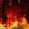 Sulteng Berpotensi Dilanda Kebakaran Hutan