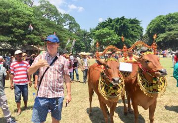 Asal Usul Sapi Sonok Hingga Dikunjungi Turis Asing