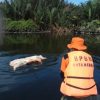 Ratusan Bangkai Babi Cemari Sungai di Kota Medan