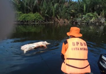 Ratusan Bangkai Babi Cemari Sungai di Kota Medan