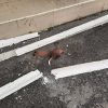 Bomber Polrestabes Medan Berjaket Ojol, Ternyata YouTuber