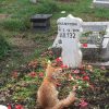 Bikin Haru, Kucing Ini Sembuh Usai Ziarahi Makam Tuannya