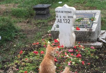 Bikin Haru, Kucing Ini Sembuh Usai Ziarahi Makam Tuannya