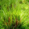 Mengenal Rumput Vetiver, Tanaman Pencegah Longsor