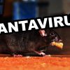 Hantavirus di Tengah Pandemi Corona, Satu Orang Dilaporkan Tewas