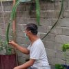 Pandemi Corona, Kadis PPKBP3A Pasangkayu Ini Manfaatkan Waktu dengan Berkebun