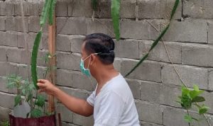 Pandemi Corona, Kadis PPKBP3A Pasangkayu Ini Manfaatkan Waktu dengan Berkebun