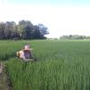 Petani di Kecamatan Mare Tetap Berproduksi Meski Pandemi Covid-19