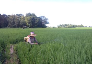 Petani di Kecamatan Mare Tetap Berproduksi Meski Pandemi Covid-19