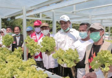 Petani Bangkit Pasca Bencana, Rayakan Hasil Panen Pertama Lahan Hidroponik