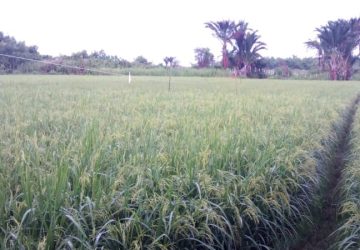 Padi di Areal Persawahan Meunumbok Diserbu Burung Pipit