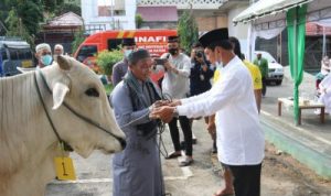 Sapi Kurban Presiden Jokowi Beratnya 950 Kg