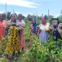 Kelompok Tani ‘Tabang’ Manimbaya Panen Perdana, Warga tak Perlu Belanja Sayur ke Pasar