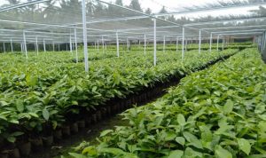 PPBPTI Rilis Daftar Harga Resmi Bibit Tanaman 2021