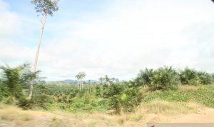 Msyarakat Adat Modang Long Bentuq Tolak Hasil Mediasi dengan PT SAWA