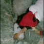 Heboh, Ada Penemuan Mayat Wanita di Palu