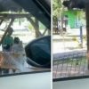 Pasangan Begituan di Gazebo Taman Probolinggo, Kok Gak Klimaks Sih?