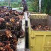 Harga Sawit Melejit, Petani Tersenyum Lagi