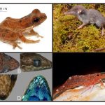 BRIN Temukan 88 Spesies Baru Flora dan Fauna, Terbanyak di Sulawesi
